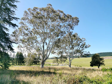 25 RED FOREST GUM Tree Eucalyptus Tereticornis Blue Grey Mountain Flower Seeds